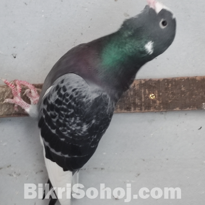 নতুন জাতের কবুতর (Adana Dewlap) Diving Pigeon